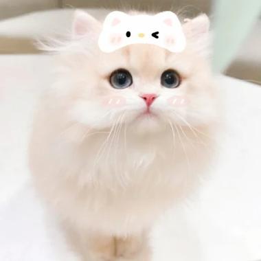 可爱的小奶猫美丽的头像图片：某一天 我们相遇 还能相认
