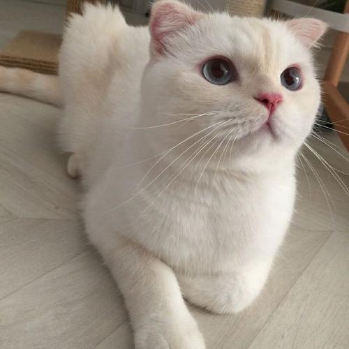白色猫的品种头像是什么： 如果陪伴是最长情的告白