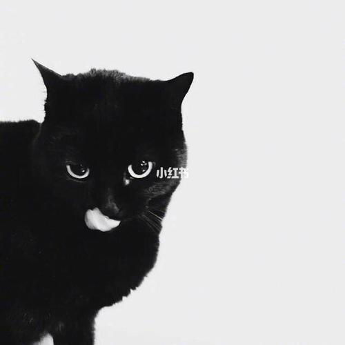 黑猫四脚白色的头像：　　后来我的生活还算理想