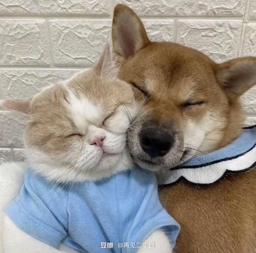 猫猫趴在狗狗头上头像：不管我睡的有多沉