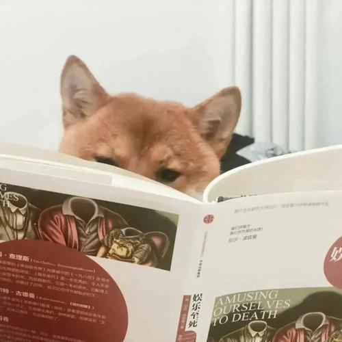 狗狗戴眼镜趴着看书头像：狗狗一辈子只有主人