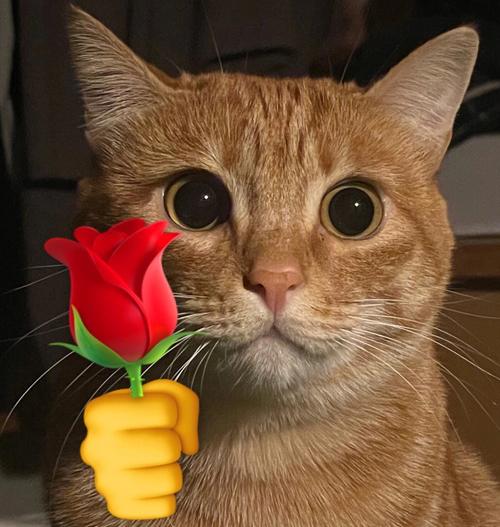 小猫叼玫瑰花的头像图片： 仅有一股冲刺的猛劲