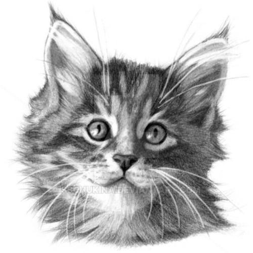 超级可爱的猫猫头像素描：历遍人间