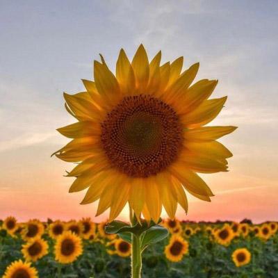 太阳和向日葵头像图片唯美：生活不如你意