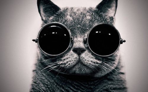 戴眼镜的猫头像壁纸： 你好像瘦了
