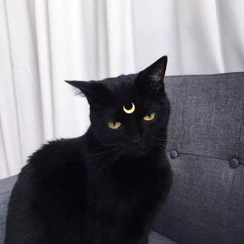 黑色的猫背身的头像代表什么： 我看不见方向时谁会带着我向梦想飞
