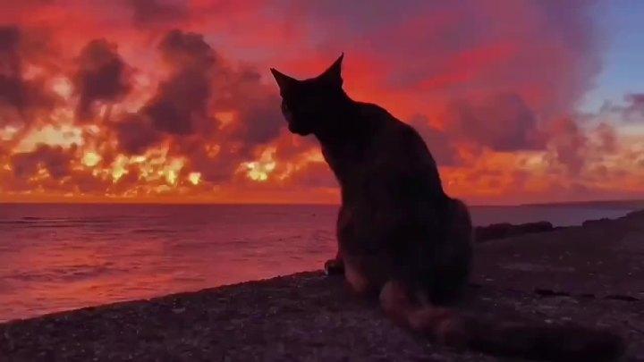 猫猫看夕阳头像：狗的寿命只有年