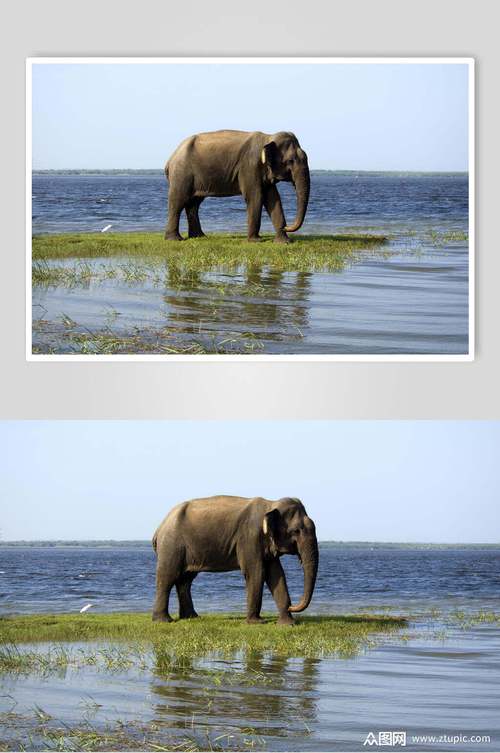 大象喝水头像：​