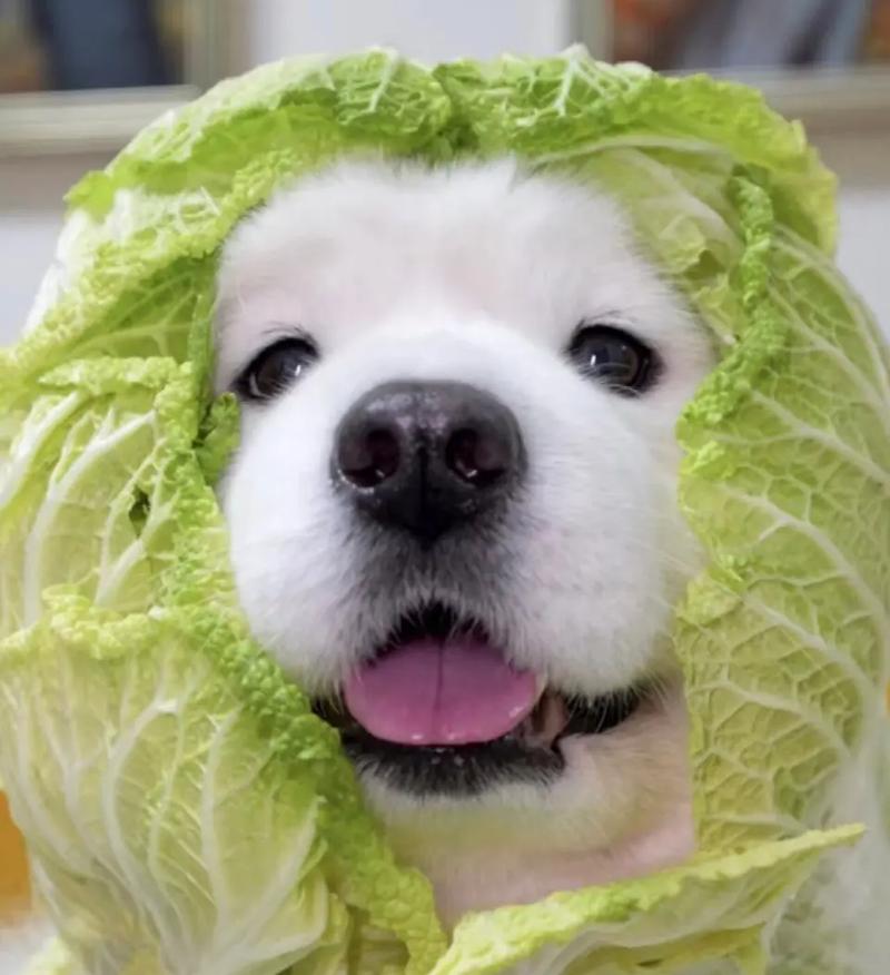 白菜狗狗头像真实图片：各位女同事