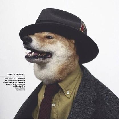 狗狗头像酷戴帽子：狗狗真的是通人性的
