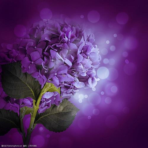 紫色梦幻水滴花蝴蝶头像： 我想成为一个温柔的人