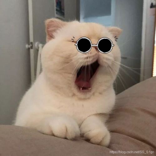 小猫敷面膜戴橘色墨镜的头像：你努力去打扮生活
