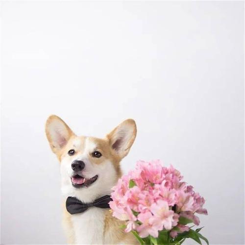 田园犬带花的头像：有人说我帅 我笑了 结果他们说我笑起来更帅