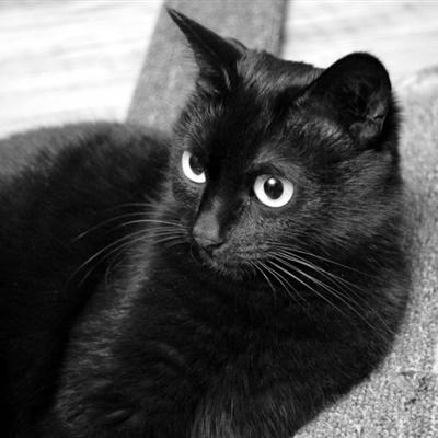 高冷黑色猫咪头像：只做第一个我