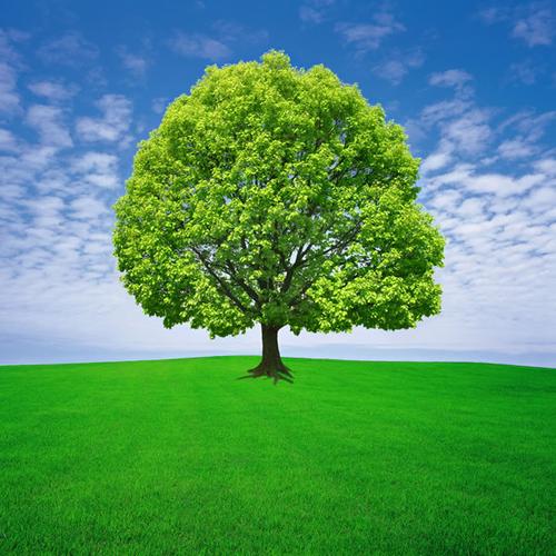 大树头像 寓意：生命如同一棵树：春天抽枝发芽