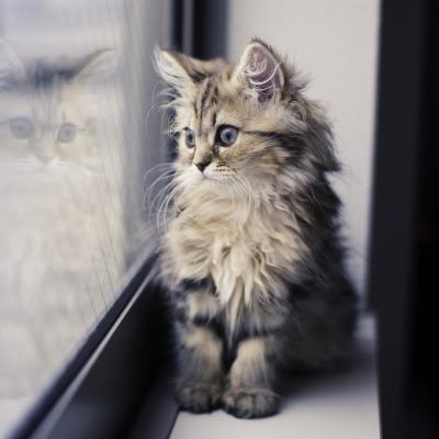 小猫靠窗的头像： 喜欢和等待是一个人的事