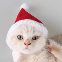猫咪戴圣诞帽头像图片高清：狗的寿命只有年