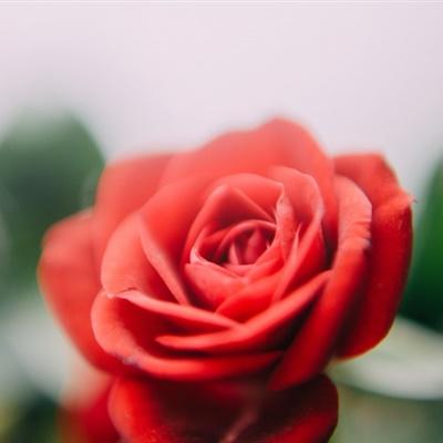 红玫瑰鲜花图片头像：别对我好奇 感情两字我本来就不谈。