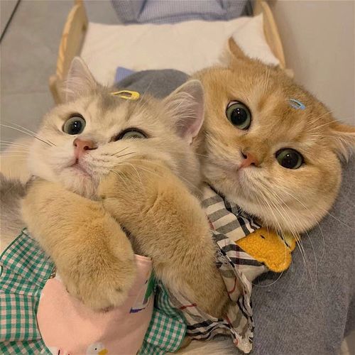 两只猫的高清头像图片：如果你每天给他一块钱