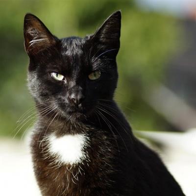黑色猫咪情侣头像可保存至相册：我的心不大不小