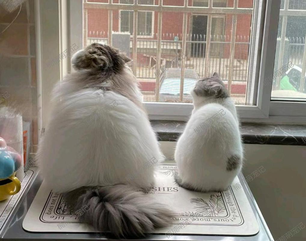 两只小猫背对头像好吗：一个歪戴着帽子
