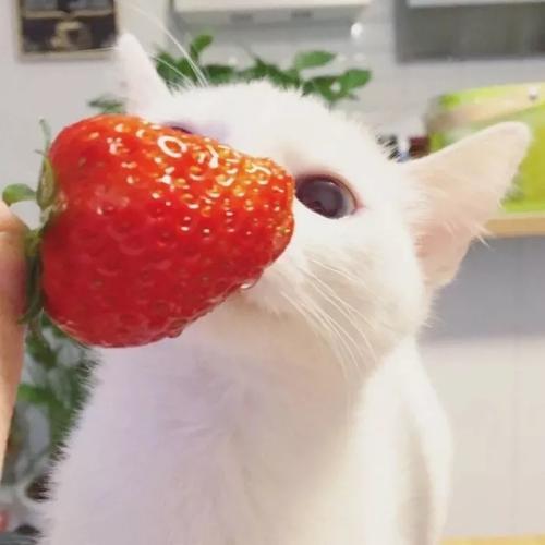 小猫抱着草莓头像： 这么好的天气