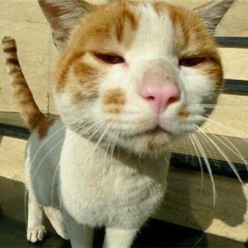 网上那些搞笑的猫的头像：要考英语四级了