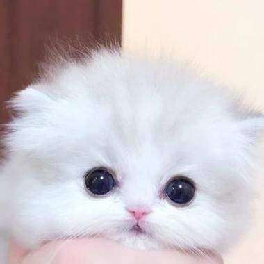 小奶猫头像帅气图片：这只天真可爱的卷毛狮子狗
