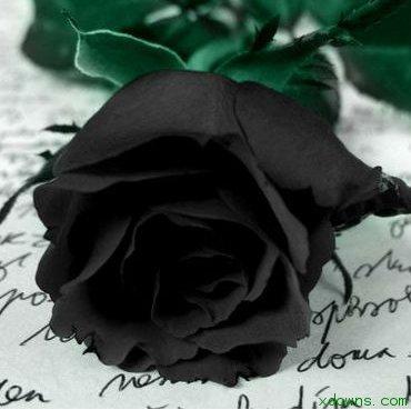 手握玫瑰穿黑衣服的头像：如果感情是说控制就控制的住的