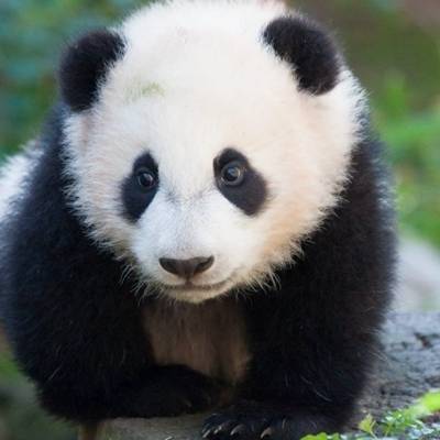 2020好看的熊猫头像 图文：腊八就喝腊八粥