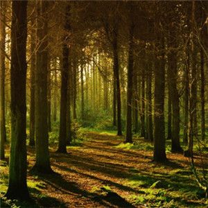 微信图片头像森林：心态决定一切