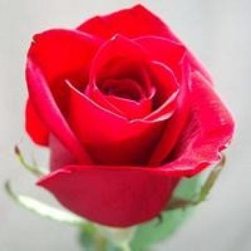 玫瑰花图片唯美头像： 你的名字