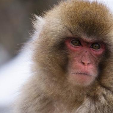 长脸猴子头像为什么这么火：青丝结发