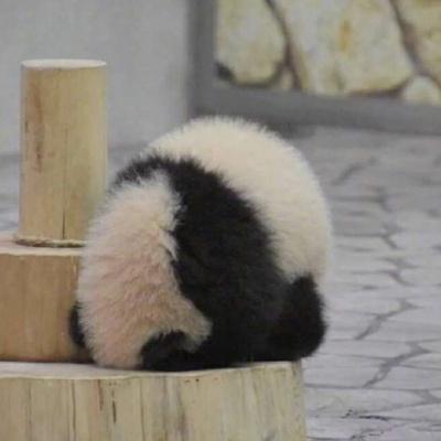 熊猫头像扶墙：这只小狗在我伤心、孤独、遇到困难的时候