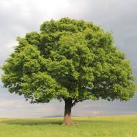 大树头像 寓意：生命如同一棵树：春天抽枝发芽