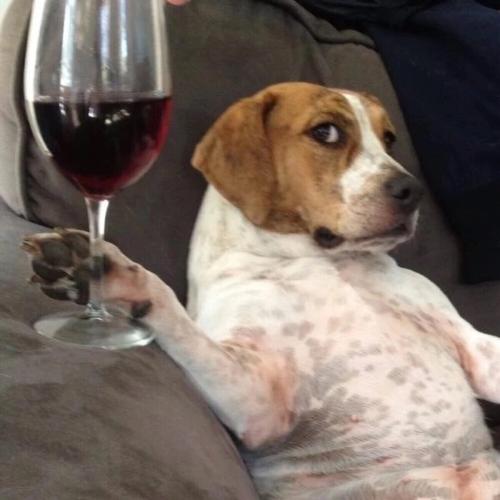 小狗喝酒的图片微信头像女：安全感不是多爱