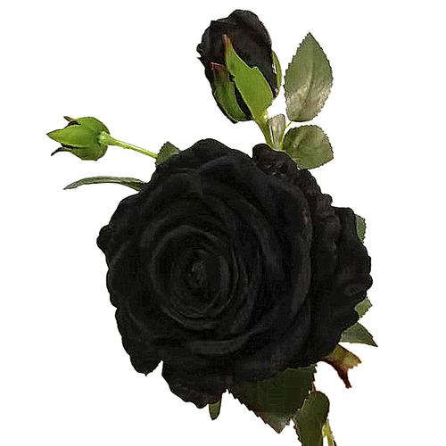 黑玫瑰风格头像：这世上所有的久处不厌