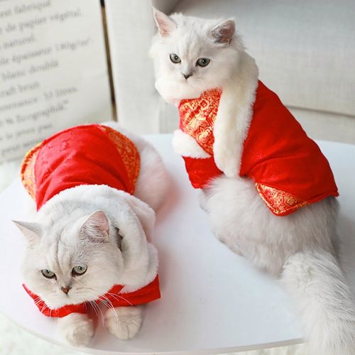 新年喜庆的猫猫头像：刚满月的猫离不开奶