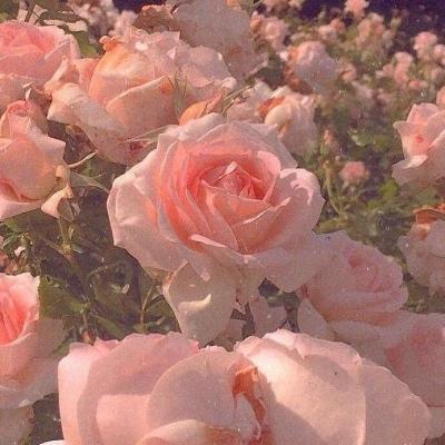 粉色玫瑰花朵头像图片：坚持着