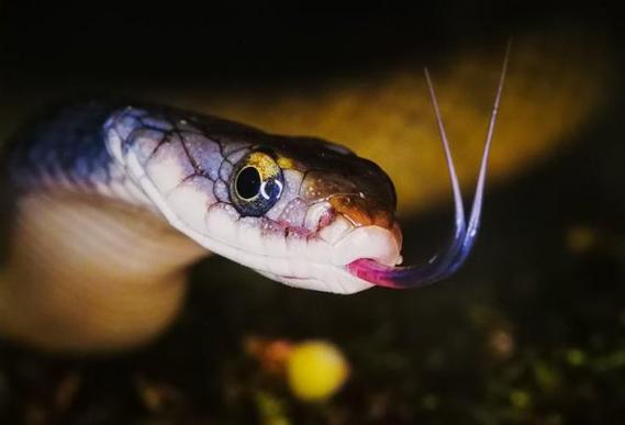 舌头像蛇一样分叉的鱼：赏月