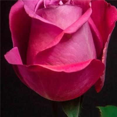 最漂亮的红玫瑰 做微信头像：人生就像是在玩超级玛丽