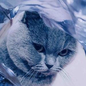 精神蓝猫头像：生活不是一场赛跑