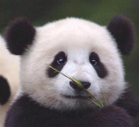 大熊猫可爱头像真熊猫图片：我只有一份爱