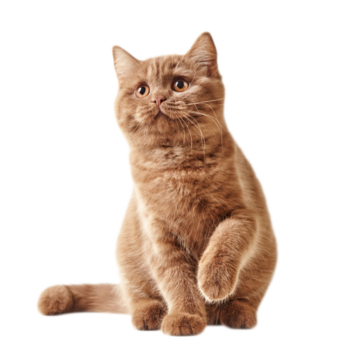 咖啡色猫猫头像：狗的寿命只有年