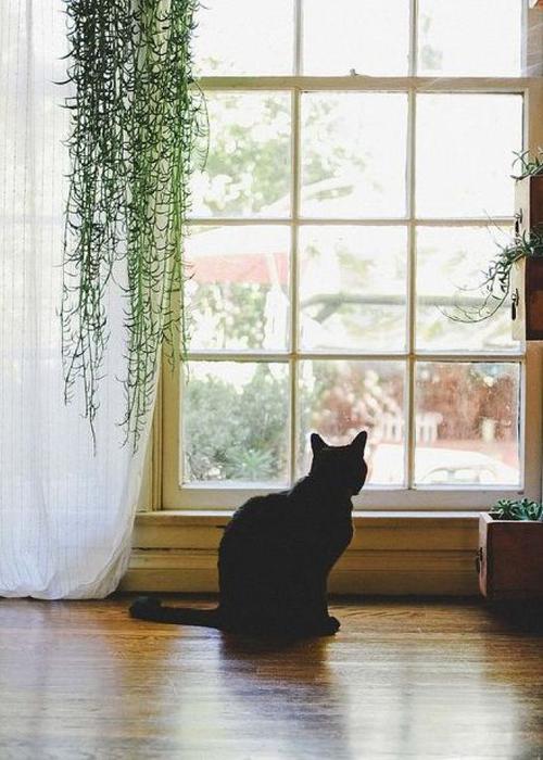 一个猫站在窗台的头像女： 你某天和朋友吃完饭闲聊笑着说出以前爱过的人时
