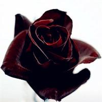 黑玫瑰风格头像：这世上所有的久处不厌