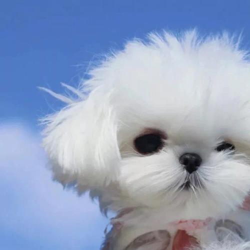 可爱萌萌哒的小狗头像：一分钟里只想了你一秒 五十九秒在回味