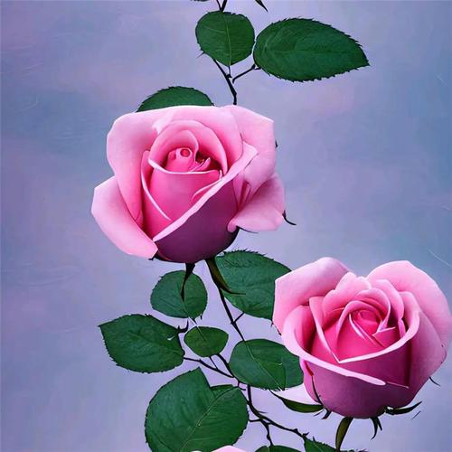 玫瑰唯美头像图片：我愿意做一个不被改变的人 一生为心爱之事奉上全部努力。