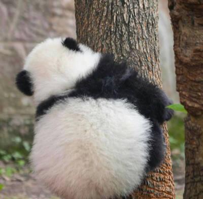 沙雕可爱头像大熊猫图片：年轻算什么？谁没年轻过！你老过吗？真是的。