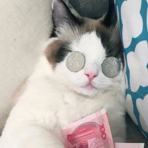 猫咪抱钱的头像可爱：你要裹紧小被子早早睡